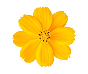 Poster Beautiful yellow cosmos flower isolated on white background with clipping path. © Nattha99