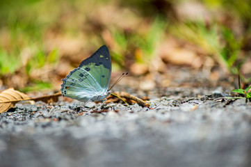 butterfly