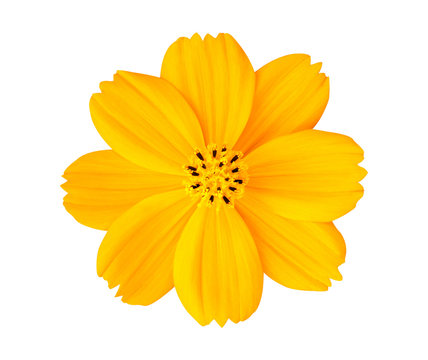 Beautiful yellow cosmos flower isolated on white background with clipping path.