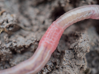 Earthworms in black soil of greenhouse. Macro Brandling, panfish, trout, tiger, red wiggler,...