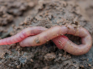 Earthworms in black soil of greenhouse. Macro Brandling, panfish, trout, tiger, red wiggler, Eisenia fetida..Garden compost and worms recycling plant waste into rich soil improver and fertilizer