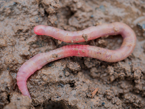 Earthworms in black soil of greenhouse. Macro Brandling, panfish, trout, tiger, red wiggler, Eisenia fetida..Garden compost and worms recycling plant waste into rich soil improver and fertilizer