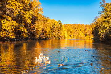 Obraz premium Upper Tsaritsyn pond with floating ducks, geese and swans in autumn. Tsaritsyno Museum-reserve. Moscow, Russia