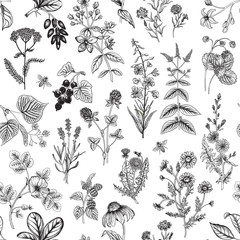 Seamless pattern with wild herbs. Vector illustration.