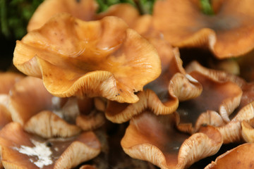 Wild Mushrooms 