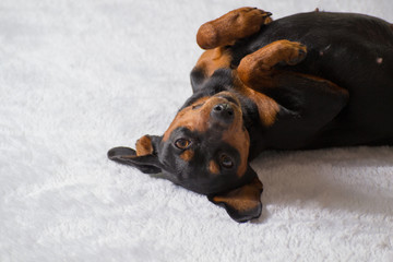 black and tan dog breed miniature pinscher lies on a white background in a funny pose