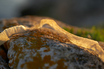 lizard on a tree