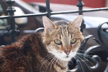 Minou te surveille