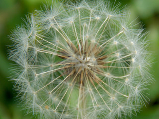 Close up of a dandelion fluff