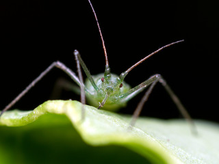 green aphid, Family Aphididae, close-up portrait on a leaf, front view