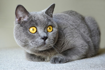 British shorthair cat with blue gray fur