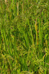 Fototapeta premium Rispenhirse