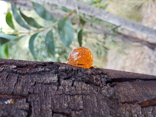 Goccia di resina naturale