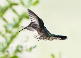 Blue-throated hummingbird (lampornis clenenciae) Getting Ready to Land