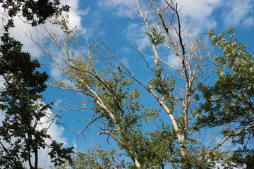 tree and blue sky