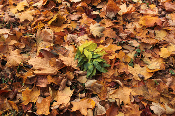 autumn leaves on ground