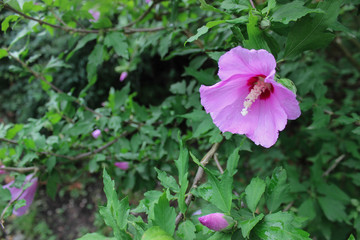 pink flower in the garden