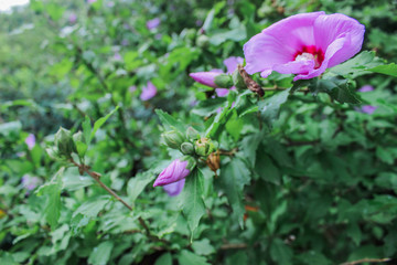 pink flower in the garden
