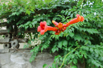 red flowers in the garden