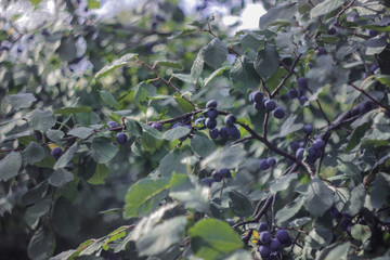 flowers in the garden plum