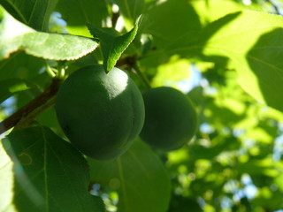 plum in the sun