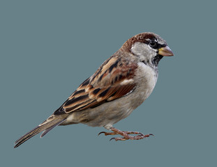 Sparrow bird on isolated background.