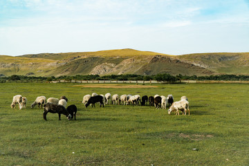Obraz premium sheep graze