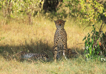Cheetah Acinonyx jubatus three cheetahs look face forward portrait sitting up and lying down in grass Masai Mara National Reserve Kenya East Africa safari animals big five