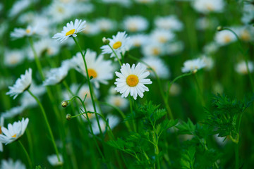 Many field chamomile