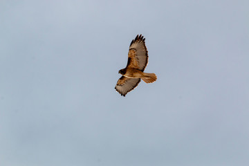 Hawk Soaring Above the Rockies