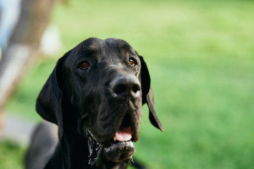 portrait of a dog