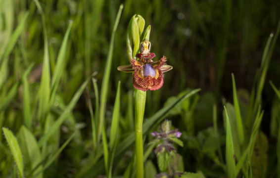 Beautiful wild orchid ophrys speculum also known as t the mirror