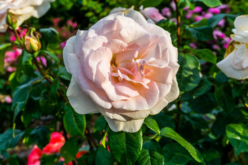 Pink Rose Detail 6