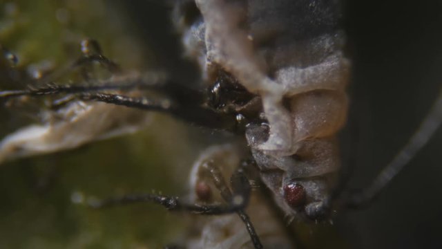 Black bean aphid (Aphis fabae) is a member of the order Hemiptera.  Aphid under a microscope, are dangerous pests. Extreme sharp and detailed video of black aphids on leaf