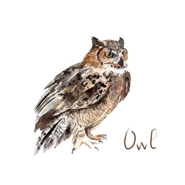 watercolor drawing of a forest animal - owl