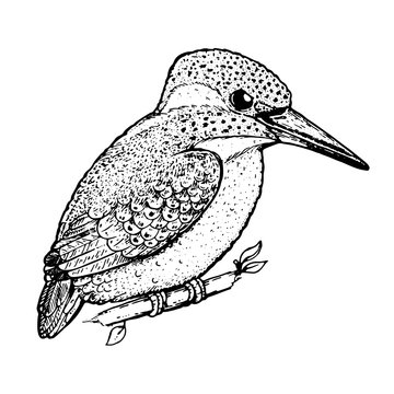 recommend clip art: Kingfisher sketch, vector illustration. Hand drawn kingfisher bird. Engraved illustration. Alcedinidae bird sitting on a branch. Hand drawn sketch.