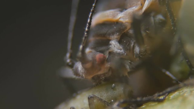 Black bean aphid (Aphis fabae) is a member of the order Hemiptera.  Aphid under a microscope, are dangerous pests. Extreme sharp and detailed video of black aphids on leaf