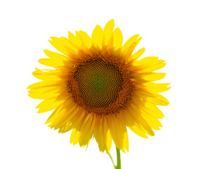 Fototapeta premium Sunflower flower nature on white background isolation