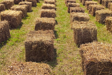 Hay stack cubes in field. Concept of eco seats for people during festival. Summer concept. Berry Festival Brusviana. Kostivtsi, Ukraine © evgenij84