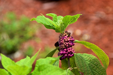Top of American Beautyberry plant, Callicarpa, with green leave and purple fruit berries.
