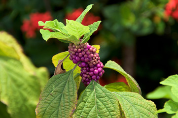 Top of American Beautyberry plant, Callicarpa, with green leave and purple fruit berries.
