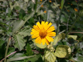 Flower on the ground 