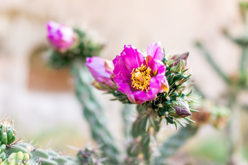 Cane Cholla cactus with vivid pink flower closeup in Main Loop trail in Bandelier National Monument...