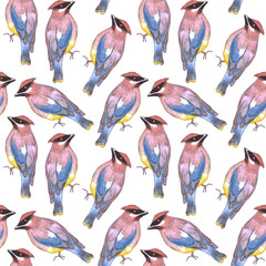 Cedar waxwing or Bombycilla cedrorum bird seamless watercolor birds painting background