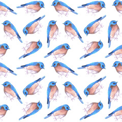 Eastern bluebird or Sialia sialis bird seamless watercolor birds painting background
