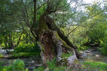 Fototapeta premium Hollow willow tree trunk near Olt river in Transylvania, Romania, flowing dirty water in the background.