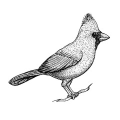 Cardinal bird sketch, vector illustration. Hand drawn red cardinal bird. Engraved illustration. Cardinal bird sitting on a branch. Hand drawn sketch.