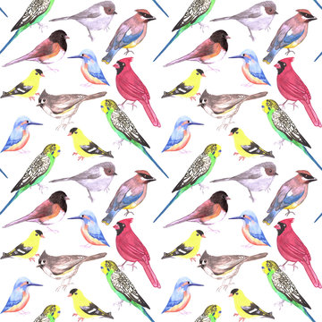 Various birds seamless watercolor background- budgie cardinal goldfinch titmouse kingfisher cedar waxwing juncos2