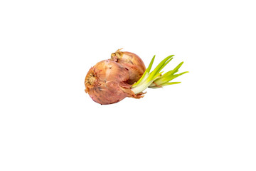 Shallots with sprouting sprouts on a separate white background