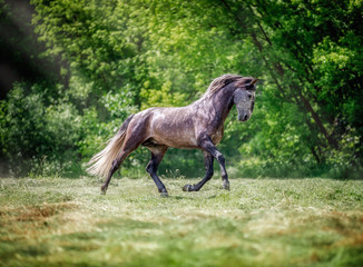Obraz na płótnie Canvas Stallion breed lusitano runs free